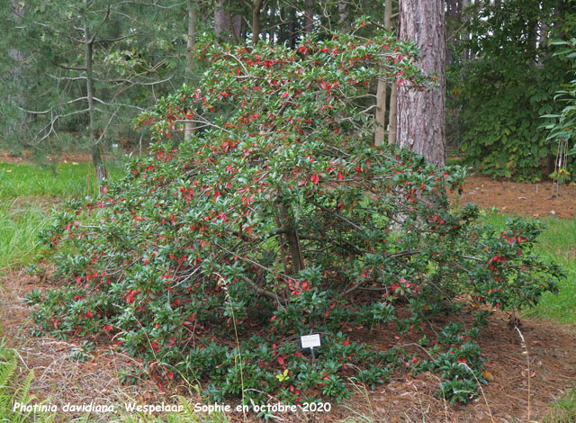 Photinia davidiana