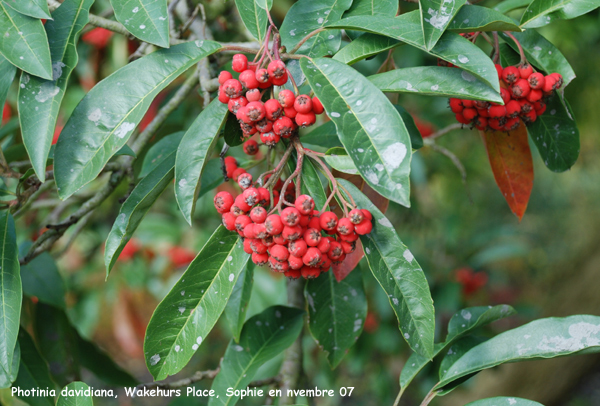 Photinia davidiana