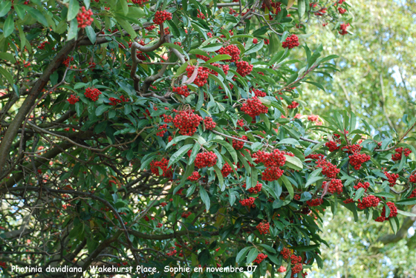 Photinia davidiana