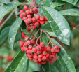 Photinia davidiana