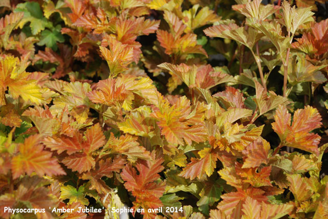 Physocarpus opulifolius 'Amber Gold'