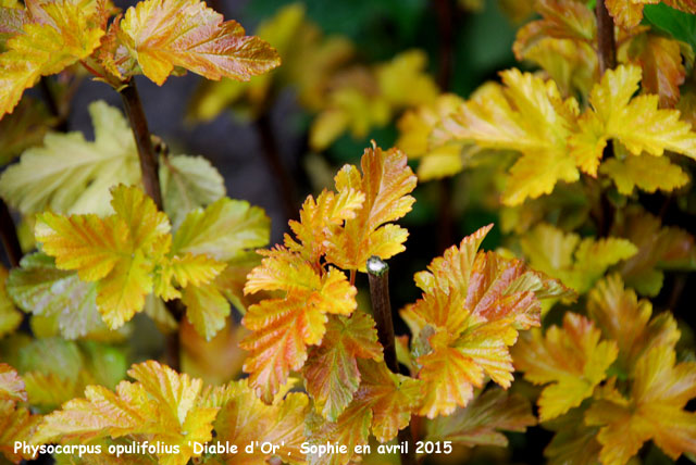 Physocarpus opulifolius 'Diable d'Or'