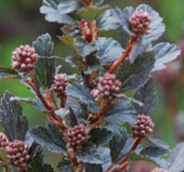 Physocarpus opulus 'Little Devil'