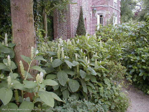 Phytolacca americana