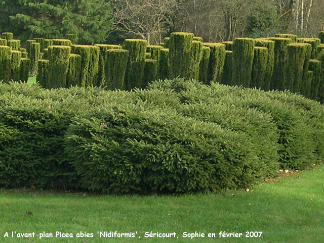 Picea abies 'Nidiformis'