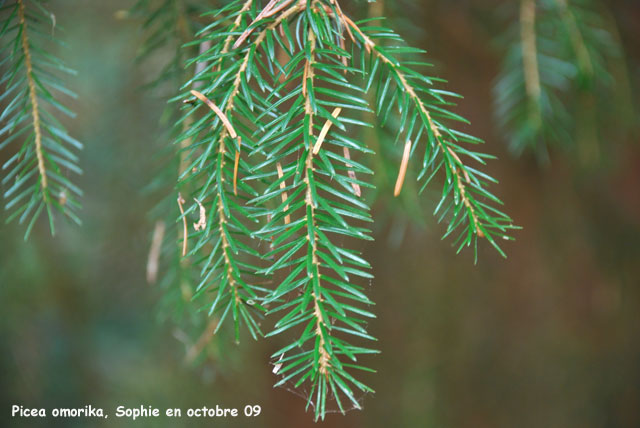 Picea omorika