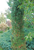 Pinus nigra 'Frank'