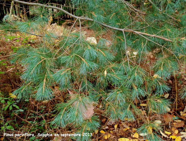 Pinus parviflora