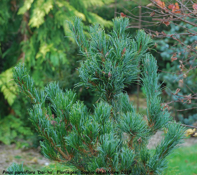 Pinus parviflora 'Dai-ho'