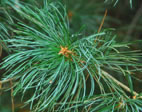 Pinus parviflora