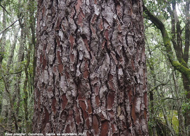 Pinus pinaster