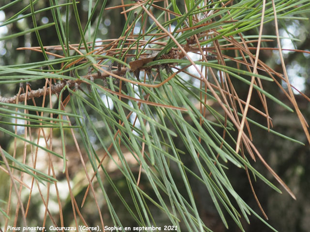 Pinus pinaster