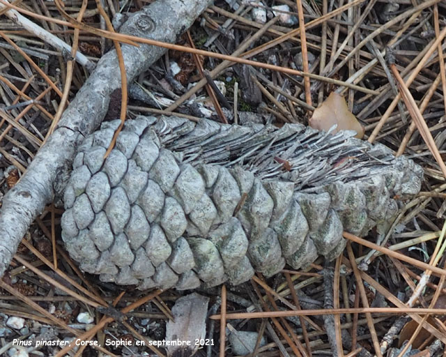 Pinus pinaster