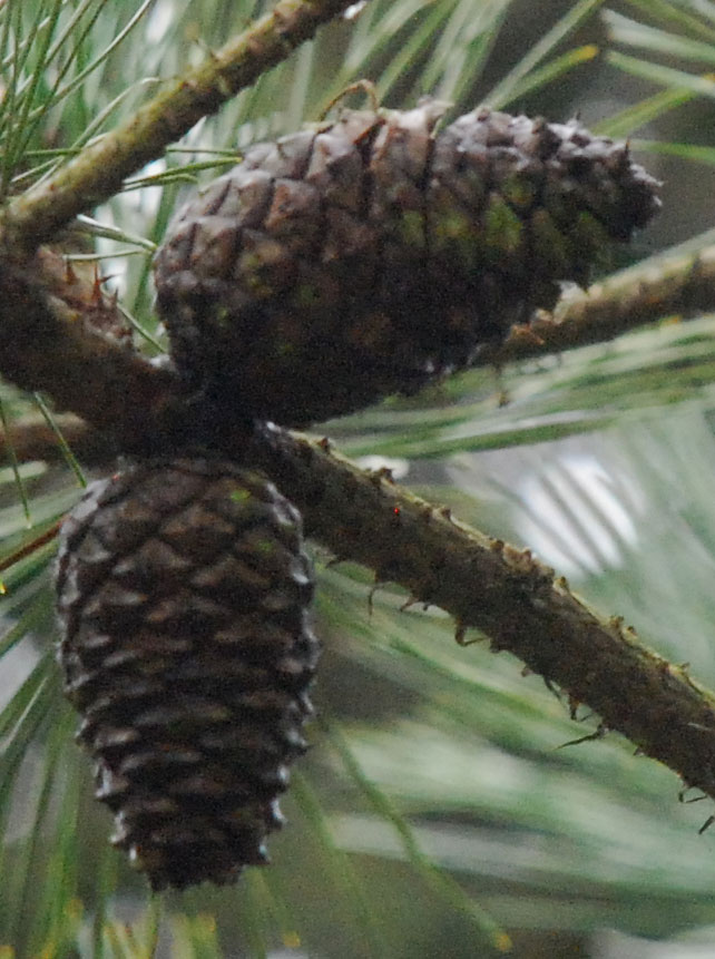 Pinus rigida