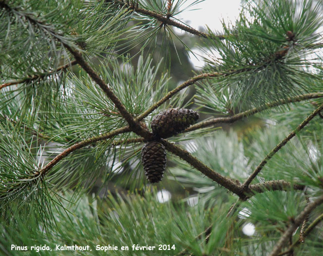 Pinus rigida