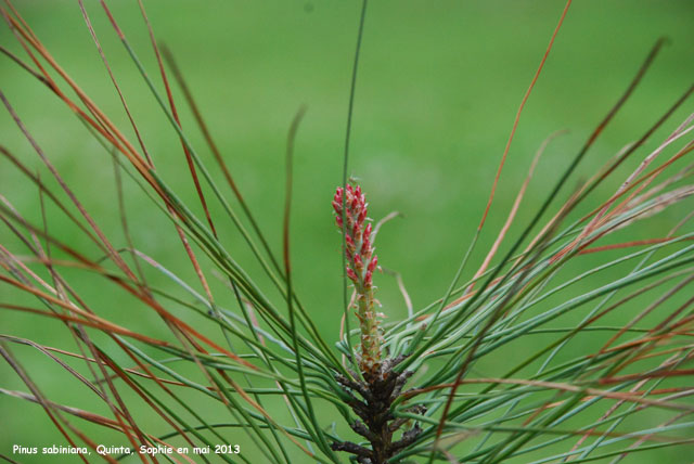 Pinus sylvestris