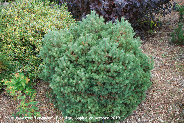 Pinus sylvestris 'Longmoor'