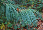 Pinus wallichiana