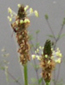 Plantago lanceolata