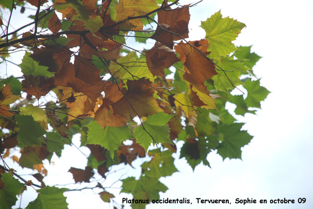 Platanus occidentalis