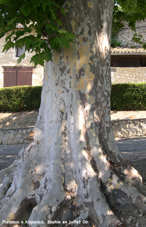 Platanus x hispanica