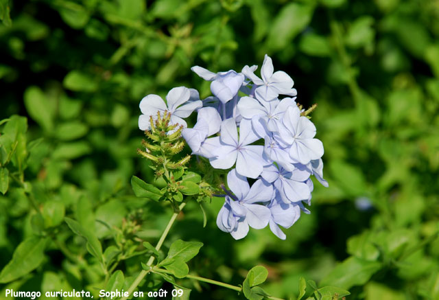 Plumbago auricula