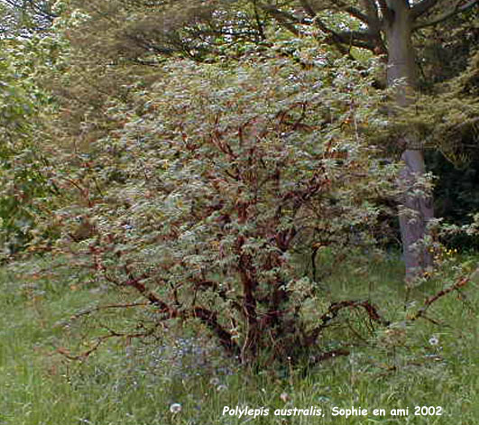 Polylepis australis