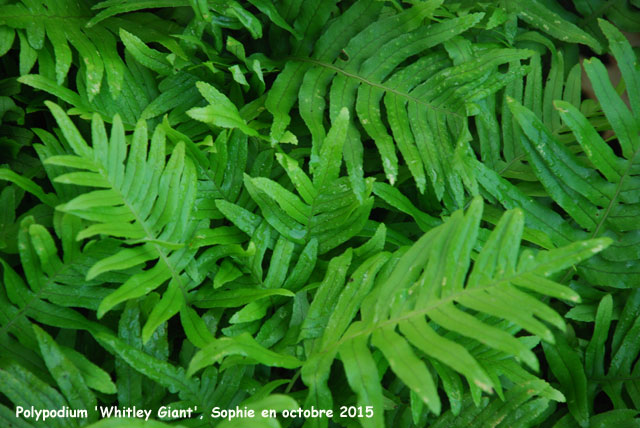 Polypodium 'Whitley Giant'