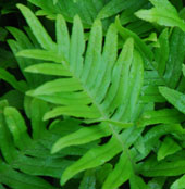 Polypodium ''Whitley Giant'