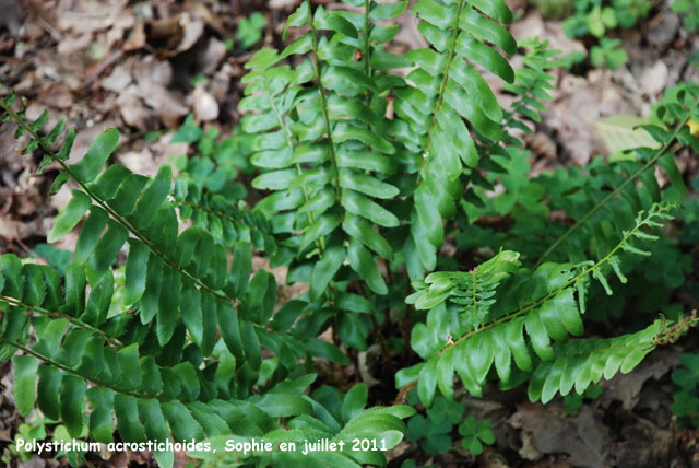 Polystichum acrostichoides