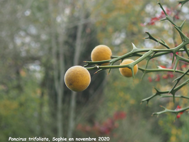 Poncirus trifoliata