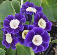 Primula auricula 'Blue Velvet'