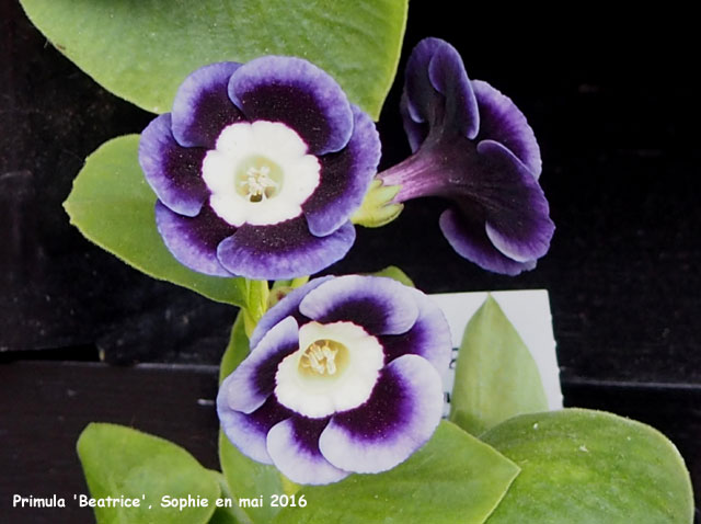 Primula auricula 'Beatrice'