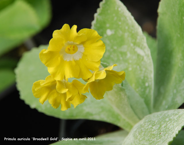 Primula auricola 'Broadwell Gold'