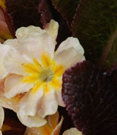 Primula vulgaris 'Claddagh'