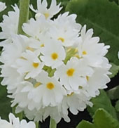 Primula denticulata 'Alba'