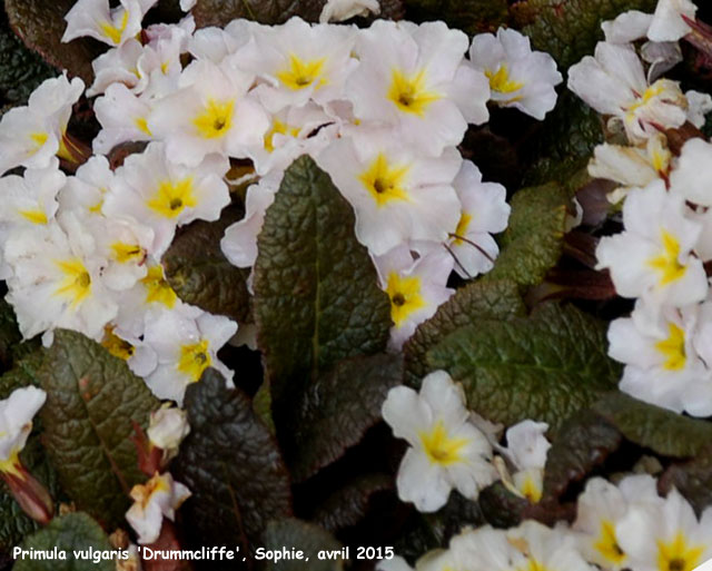 Primula vulgaris 'Drummcliffe'