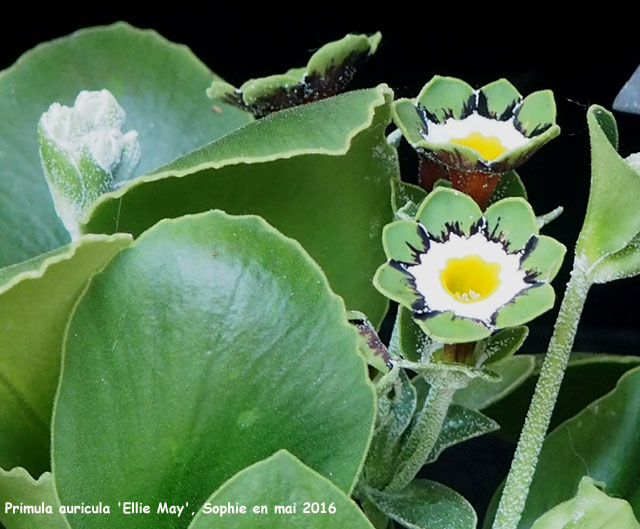 Primula auricula 'Ellie May'