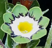 Primula auricula 'Ellie May'