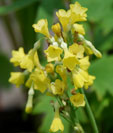 Primula florindae