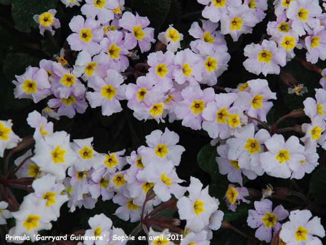 Primula 'Guinevere'