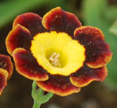 Primula auricula 'The Sneep'