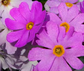 Primula tibetica