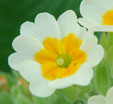 Primula veris 'Lime with Orange'