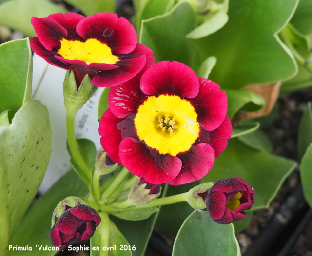 Primula auricula 'Vulcan'