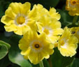 Primula 'W. Muller'