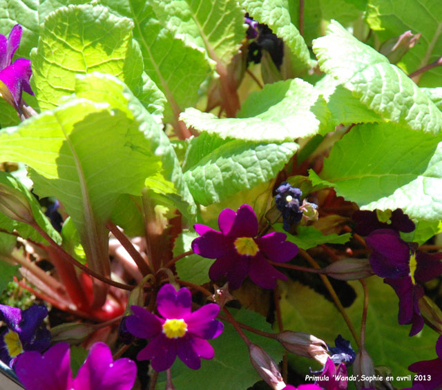 Primula 'Wanda'