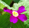 Primula 'Wanda'