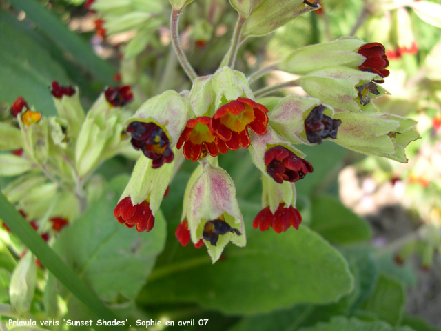 Primula veris 'Sunset Shades'