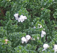 Postanthera cuneata